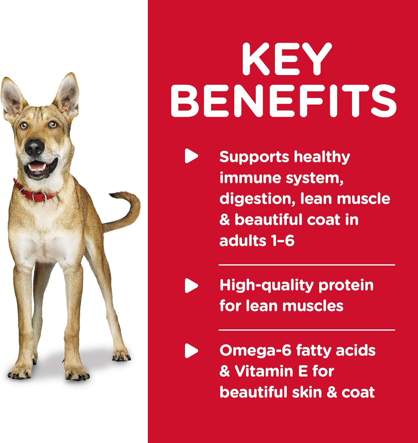 Wet Dog Food Review