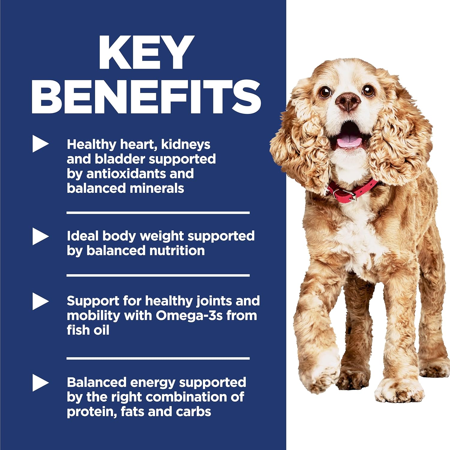 Senior Adult 11+ Dog Food Review